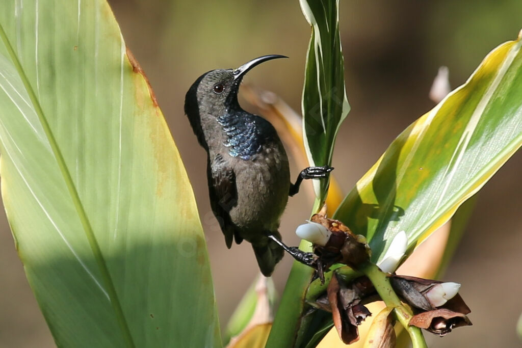 Seychelles Sunbird