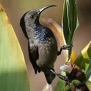 Seychelles Sunbird