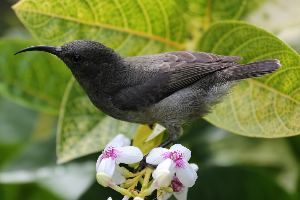 Seychelles Sunbird