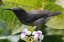 Seychelles Sunbird