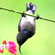 Seychelles Sunbird