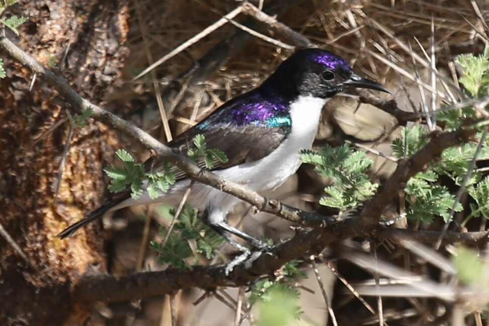 Eastern Violet-backed Sunbird