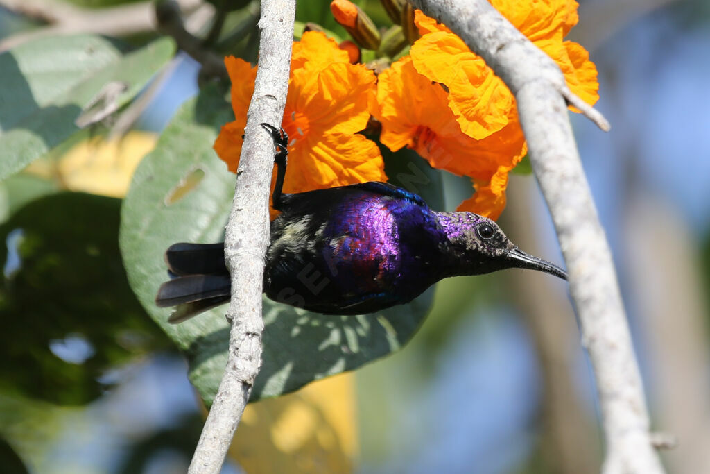 Splendid Sunbird