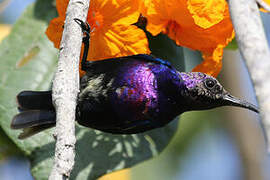 Splendid Sunbird