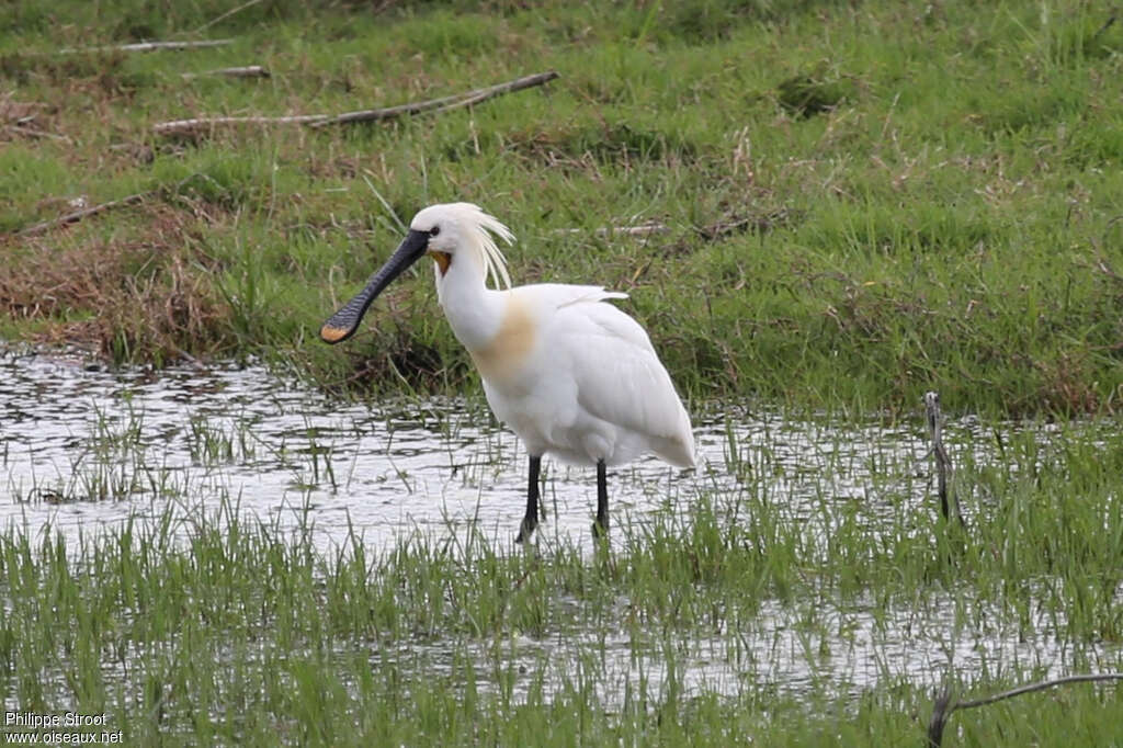 Eurasian Spoonbilladult breeding, identification