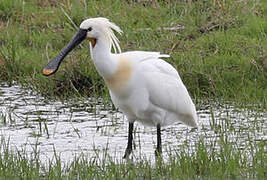 Eurasian Spoonbill