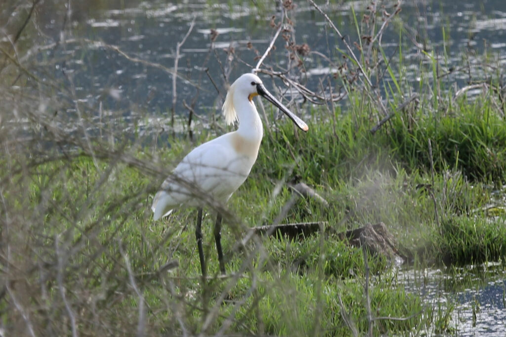 Eurasian Spoonbill