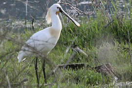 Eurasian Spoonbill