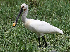 Eurasian Spoonbill