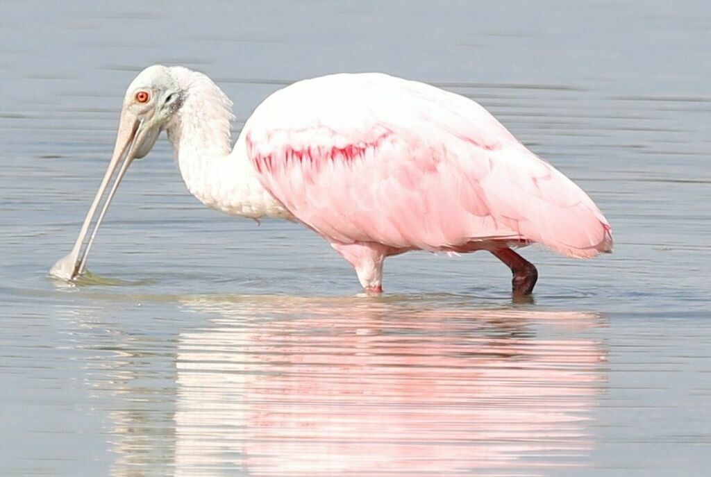 Roseate Spoonbill