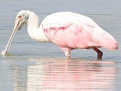 Roseate Spoonbill