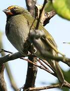 Yellow-faced Grassquit