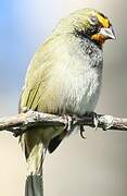 Yellow-faced Grassquit