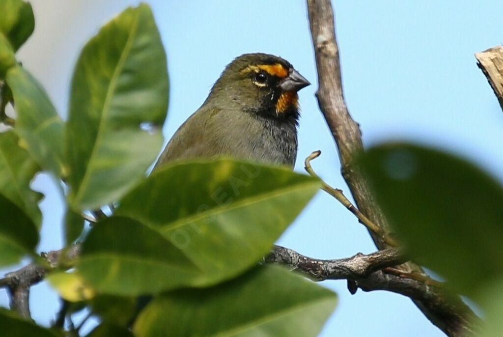 Yellow-faced Grassquit