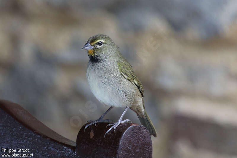 Yellow-faced Grassquit female adult, identification