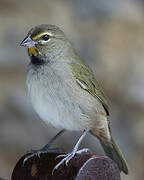 Yellow-faced Grassquit