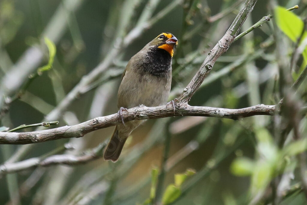 Yellow-faced Grassquit