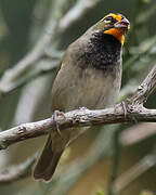 Yellow-faced Grassquit