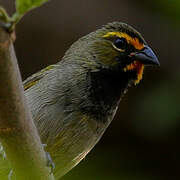 Yellow-faced Grassquit