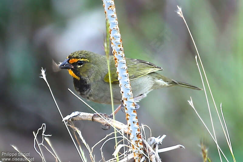 Yellow-faced Grassquit male adult, eats