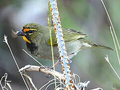 Yellow-faced Grassquit