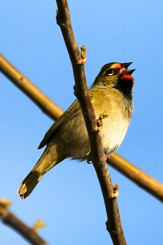 Sporophile grand-chanteur
