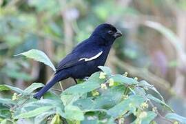 Cuban Bullfinch