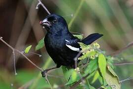 Cuban Bullfinch