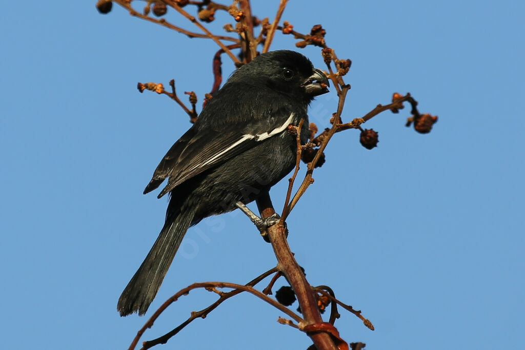 Sporophile négrito