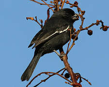 Cuban Bullfinch