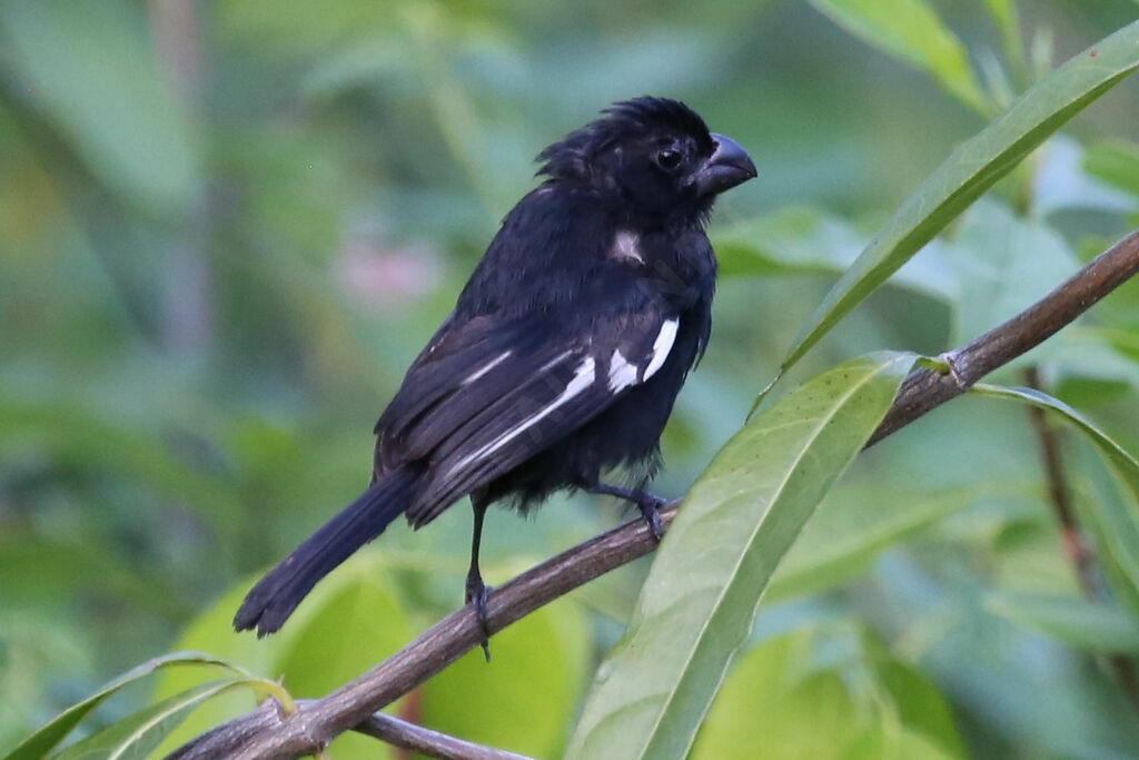 Cuban Bullfinch