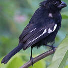 Sporophile négrito