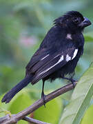 Cuban Bullfinch