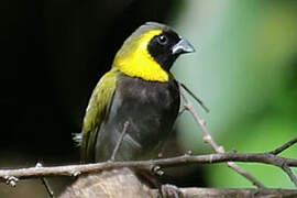 Cuban Grassquit