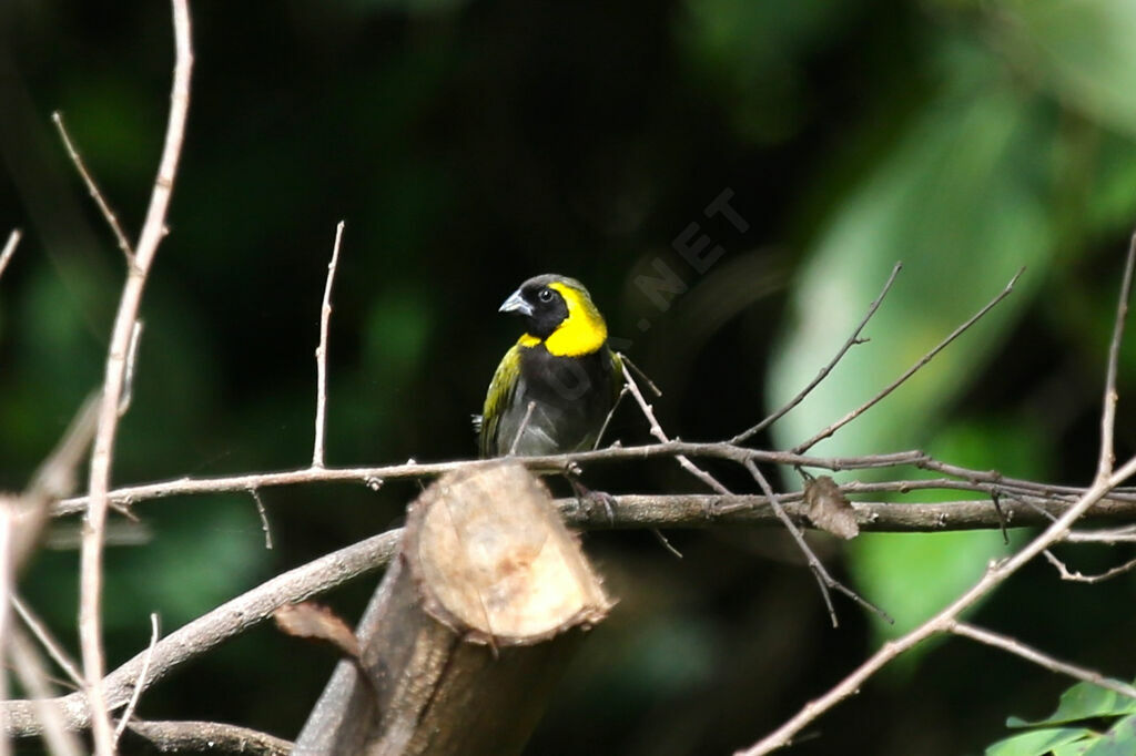 Cuban Grassquit