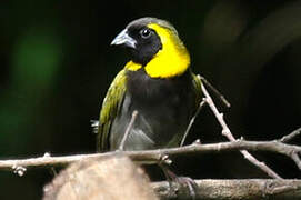 Cuban Grassquit