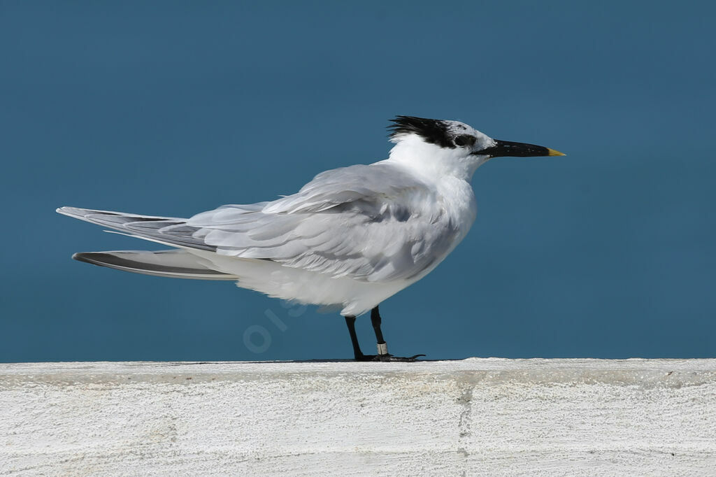 Sandwich Tern