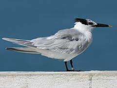 Sandwich Tern