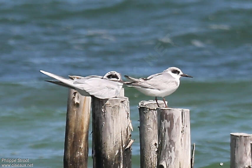 Forster's TernSecond year, identification