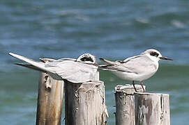 Forster's Tern