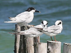 Forster's Tern