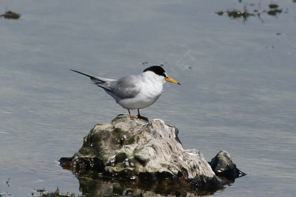 Little Tern