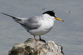 Little Tern