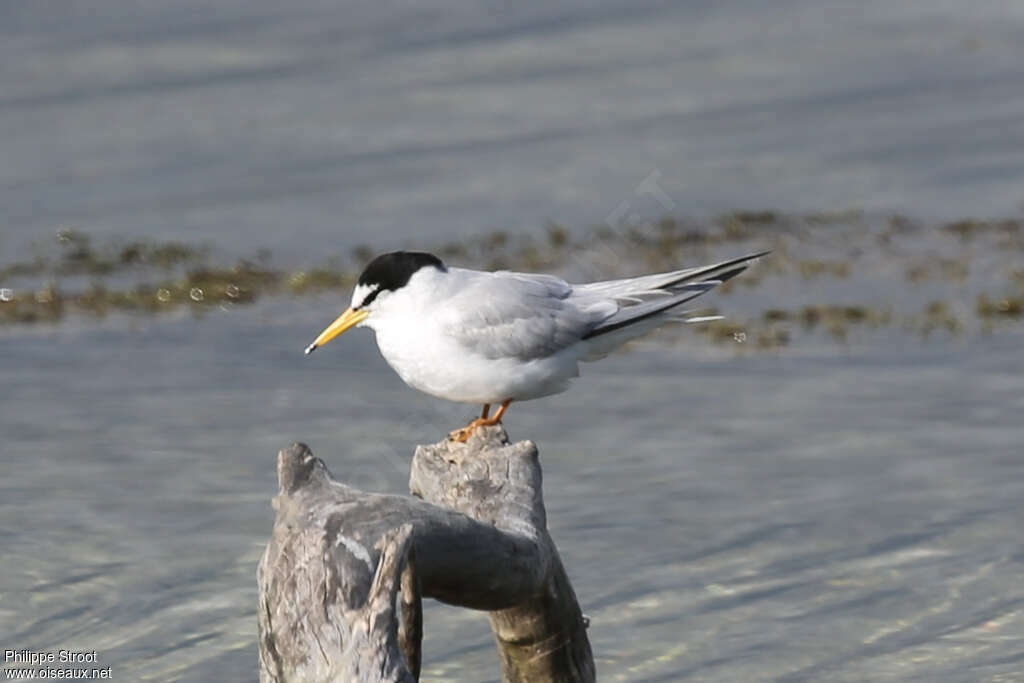 Little Ternadult breeding, identification