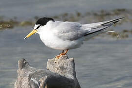 Little Tern