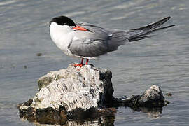 Common Tern