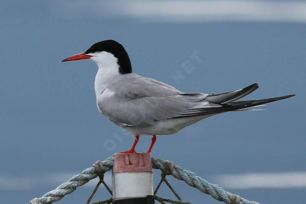 Common Tern