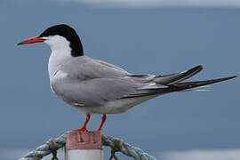 Common Tern