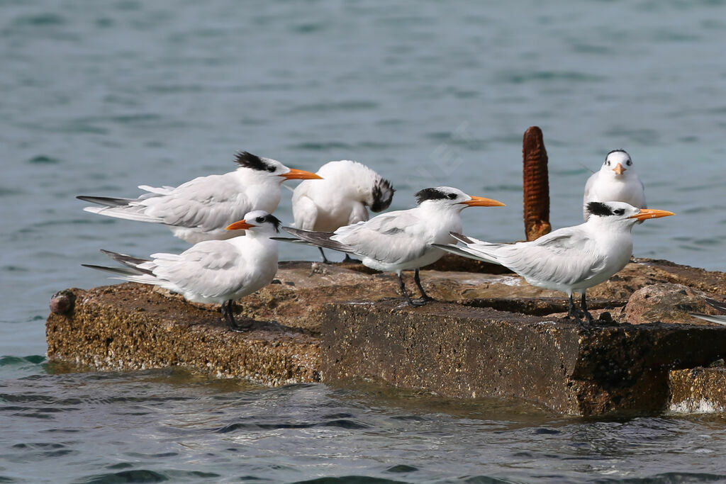 Royal Tern