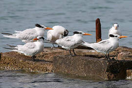 Royal Tern